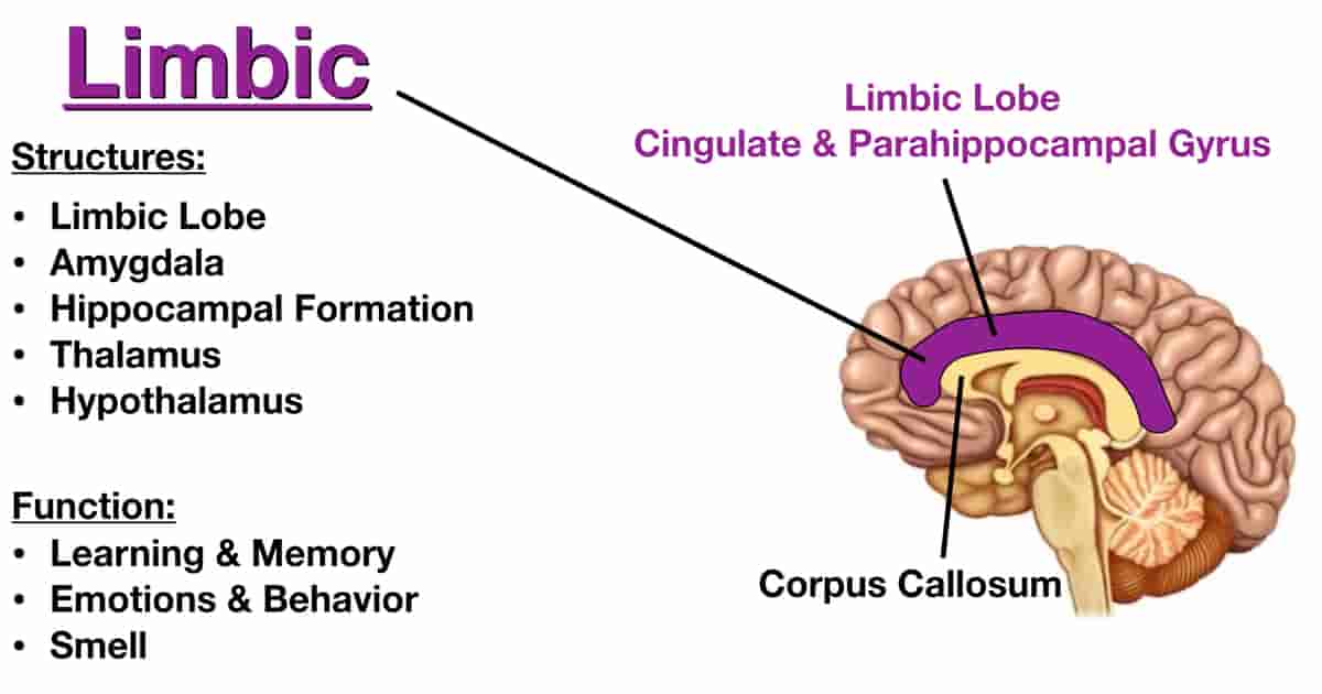 limbic